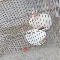 خرگوش نژاد چشم قرمز