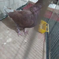 کفتر غریب گیر|پرنده|هشتگرد, هشتگرد قدیم|دیوار