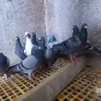 پلاکی و دورگ