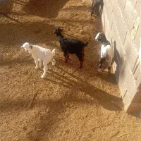 بز کهره|حیوانات مزرعه|مرودشت, بیست متری بیمارستان|دیوار