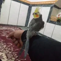 جوجه عروس هلندی