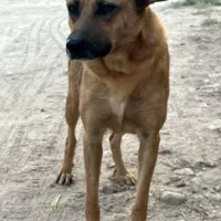 سگ سراب قدرجونی گرگی|سگ|ری, دیلمان|دیوار