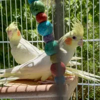 عروس هلندی گم شده، میدان احمدآباد