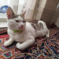 واگذاری رایگان گربه
