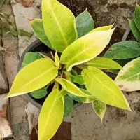 انواع گیاهان آپارتمانی و بستر آماده کاشت (خاک برگ)|گل و گیاه طبیعی|بستان آباد, |دیوار