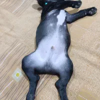 سگ فرنچ بولداگ