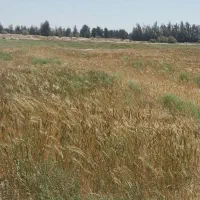 نیازمند کارگر کشتگر