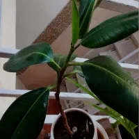 گل و گیاه|گل و گیاه طبیعی|ابهر, |دیوار