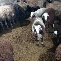 بره نر داشتی در دهگلان