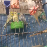 مرغ عشق قناری فنج|پرنده|تاکستان, |دیوار