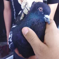کفتر