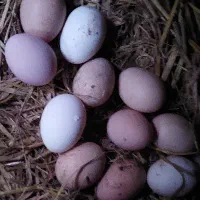 تخم مرغ برهما