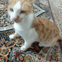 گربه نر خانگی واگذاری رایگان|گربه|اسفراین, |دیوار