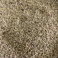 عرضه عمده دست اول تخم گشنیز اعلا