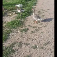 غاز ۲ عددماده