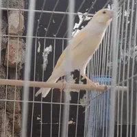 قناری نر جوان