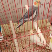 یه جفت عروس هلندی نر و ماده مولد|پرنده|تهران, مشیریه|دیوار