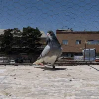 شهری سبز جوون نر