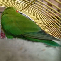 کوتوله برزیلی|پرنده|شیراز, سینما سعدی|دیوار