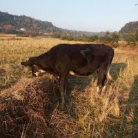 گاو دورگ محلی عروسک