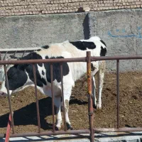 گوساله نر۵۰۰ کیلویی