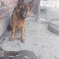 ژرمن مو بلند ماده|سگ|زرند, |دیوار