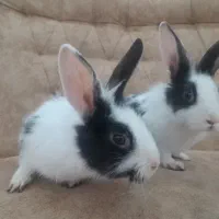 خرگوش ناز وباهوش وسالم|موش و خرگوش|تربت جام, شاد|دیوار