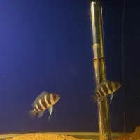 فرانتوسا فرانتوزا