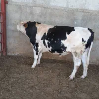 گوساله سیمینتال چاق