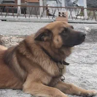 واگذاری سگ ژرمن نر نگهبان فوق العاده