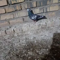 پرنده|پرنده|اسفراین, |دیوار