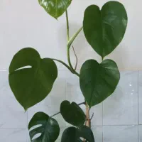 گل طبیعی برگ انجیری