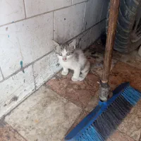 سرپرستی گربه