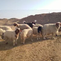 قوچ. بره . میش