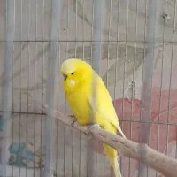 مرغ عشق انگلیسی و پروانه ای|پرنده|مشهد, مقدم|دیوار