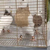 کبوتر و کفتر