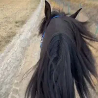 سوارکاری ،گشت صحرایی ،اسب سواری