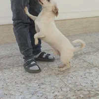 سگ پاکوتاه خیلی باهوش