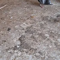 کبوتر پلاکی ابلغ و بنک وسبز|پرنده|یاسوج, |دیوار