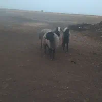 قوچ شال|حیوانات مزرعه|دشتابی, |دیوار