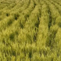 جو بذری اصلاح شده