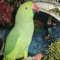 طوطی ملنگو فوق دستی باهوش سخنگو