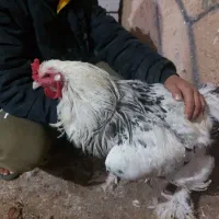 تخم مرغ برهما نطفه دار اصیل