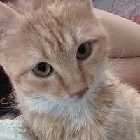 گربه نارنجی ۳ ماهه