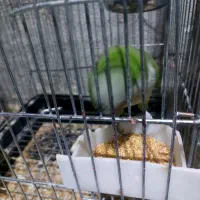 طوطی راهب گمشده نر هستش|حیوانات|بندر امام خمینی, |دیوار