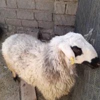 فروش قوچ و میش جوان وسرحال