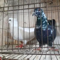 کبوتر رنگی|پرنده|قم, ولیعصر|دیوار