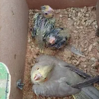 جوجه عروس هلندی