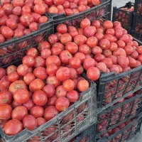 گوجه