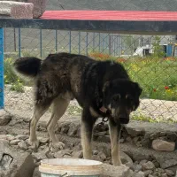 سگ سرابی|سگ|ماکو, |دیوار